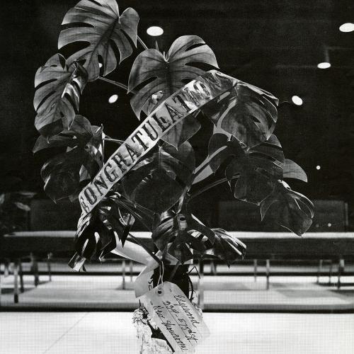 Advertisements depicts: Tall plant with a "Congratulations" sash wrapped around it. Chairs and benches are in the background.