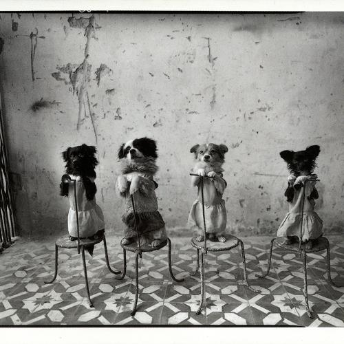Prints depicts: Cover of announcement with photograph of four dogs on chairs