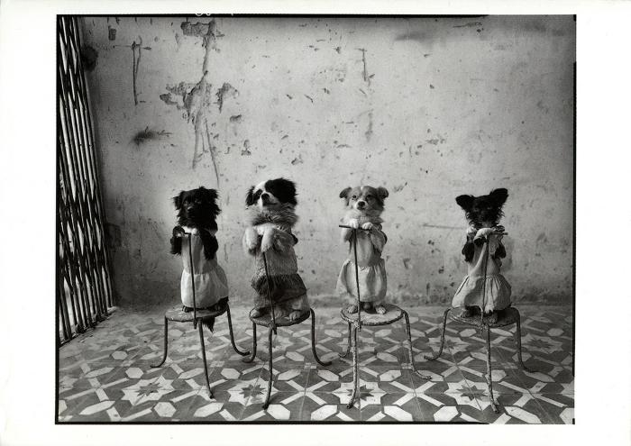 Prints depicts: Cover of announcement with photograph of four dogs on chairs