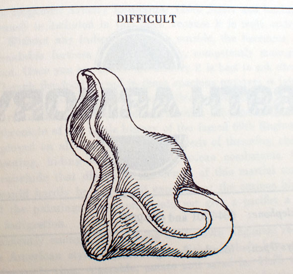 Black and white ink drawing of wavy cornucopia shaped object